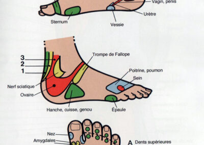 dessin zones réflexe des pieds - Fabienne Le Meur